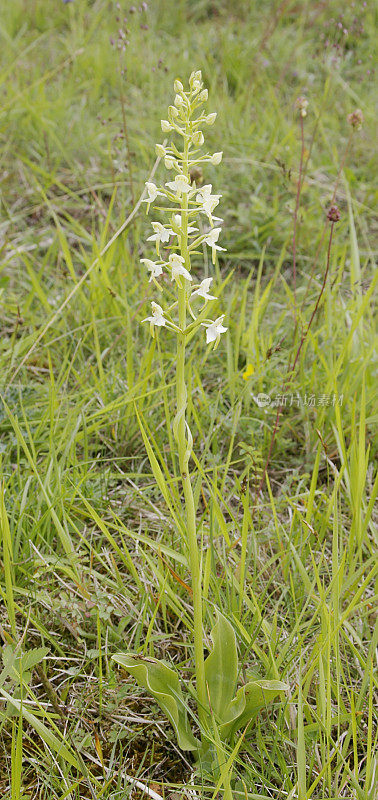 大蝴蝶兰(Platanthera chlorantha)